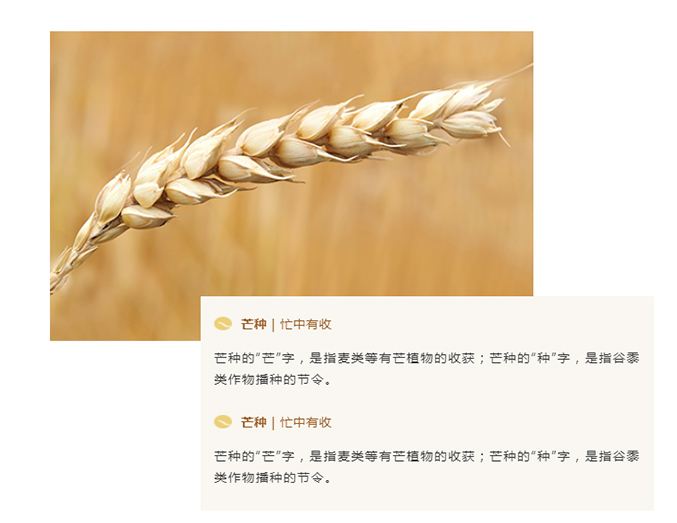 四野麦稻收播忙 乘风逐梦启征程